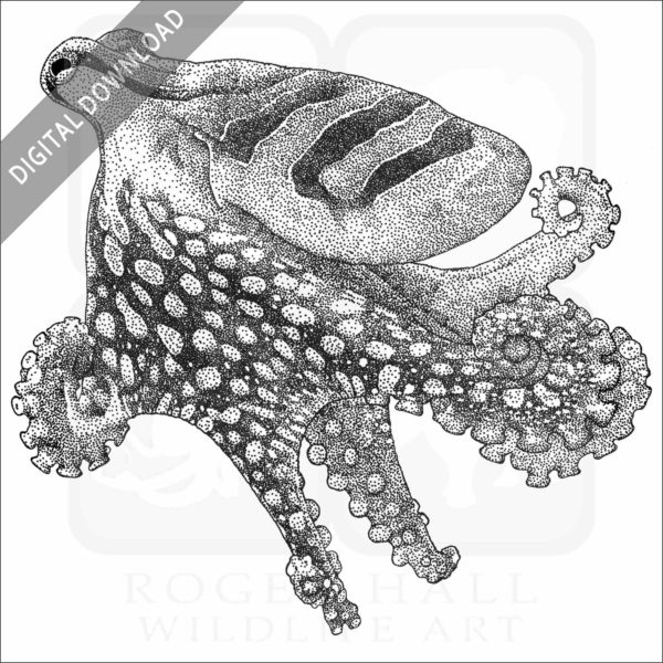 Larger Pacific Striped Octopus