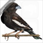 Lark Bunting stock image