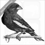 Lark Bunting
