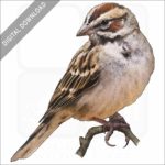 Lark Sparrow stock image