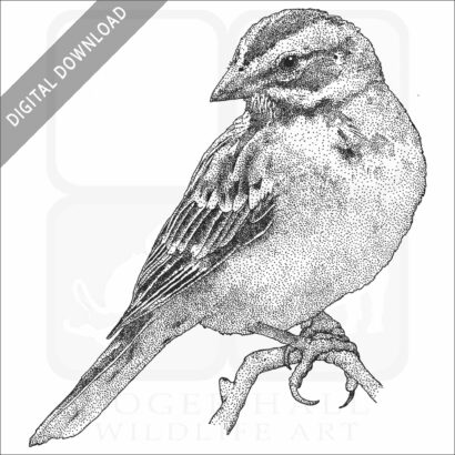 Lark Sparrow