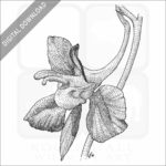 Larkspur Flower stock image