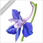 Larkspur Flower color stock image