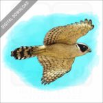 Laughing Falcon stock image