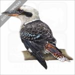 Laughing Kookaburra stock image