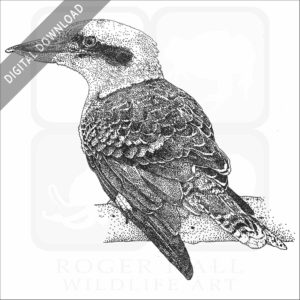 Laughing Kookaburra