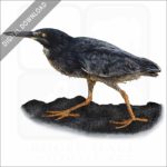 Lava or Galapagos Heron stock image