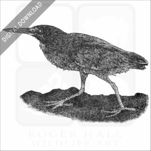 Lava or Galapagos Heron