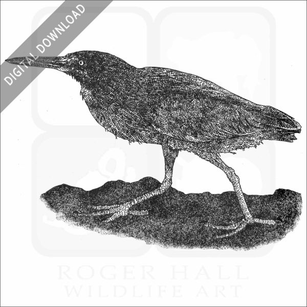 Lava or Galapagos Heron