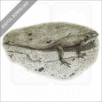 Galapagos Lava Lizard stock image
