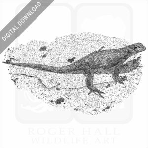 Galapagos Lava Lizard