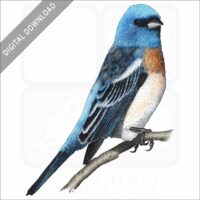 Lazuli Bunting stock image