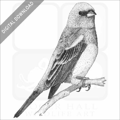 Lazuli Bunting