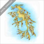 Leafy Seadragon stock image