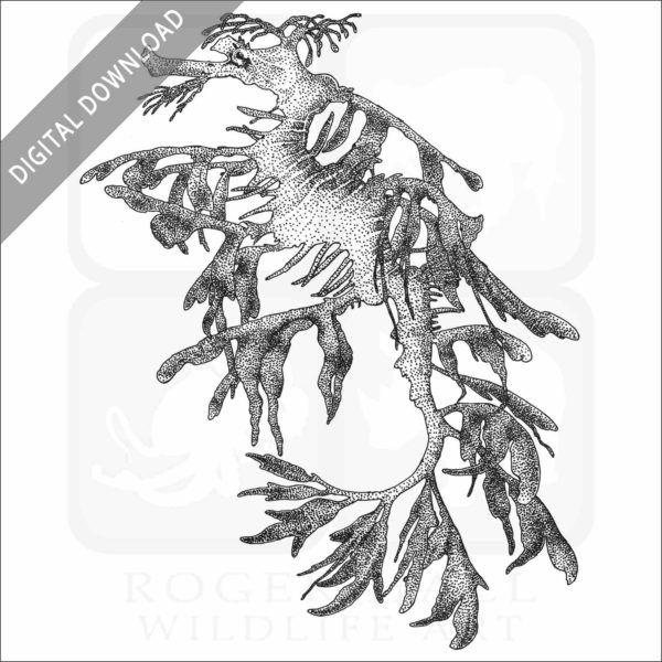 Leafy Sea Dragon (Phycodurus equ