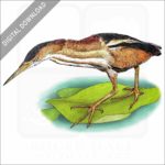 Least Bittern stock image