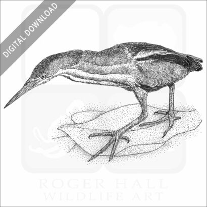 Least Bittern