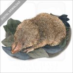 Least Shrew stock image