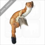 Least Weasel stock image