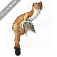 Least Weasel stock image