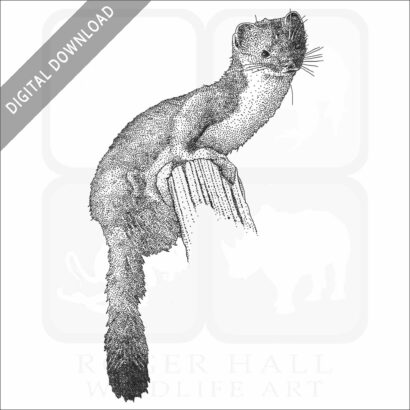 Least Weasel