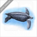Leatherback Sea Turtle stock image