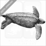 Leatherback Sea Turtle