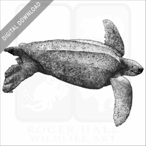 Leatherback Sea Turtle