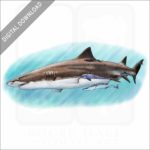 Lemon Shark stock image