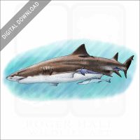Lemon Shark stock image