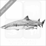 Lemon Shark