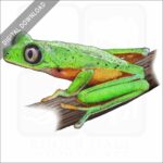 Lemur Leaf Frog stock image
