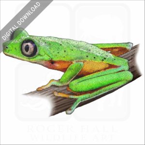 Lemur Leaf Frog stock image
