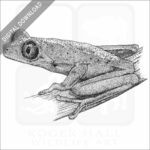 Lemur Leaf Frog