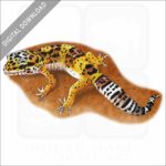 Leopard Gecko stock image