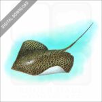 Leopard Whipray stock image