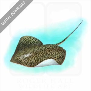Leopard Whipray stock image