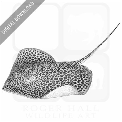 Leopard Whipray