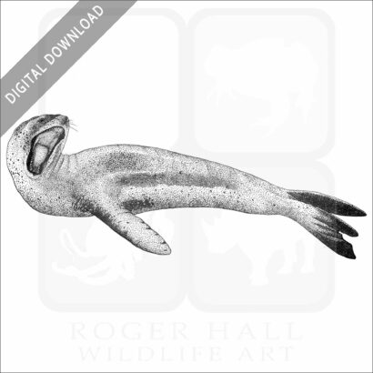 Leopard Seal