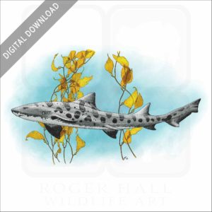 Leopard Shark stock image