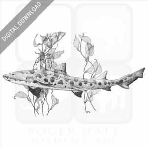 Leopard Shark