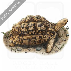 Leopard Tortoise stock image