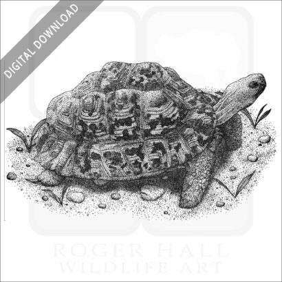 Leopard Tortoise