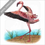 Lesser Flamingo stock image