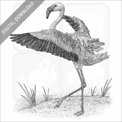 Lesser Flamingo