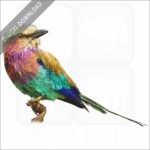 Lilac-Breasted Roller stock image