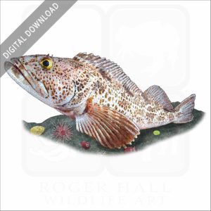 Lingcod stock image