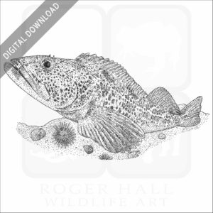 Lingcod