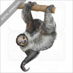 Linnaeus's Two-Toed Sloth stock image