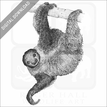 Linnaeus's Two-Toed Sloth